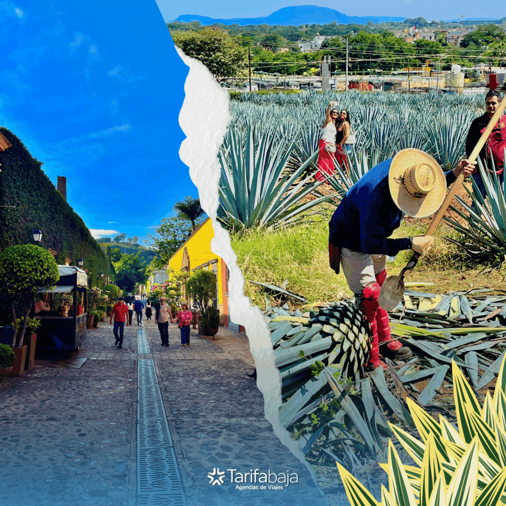 Tequila distillery tour